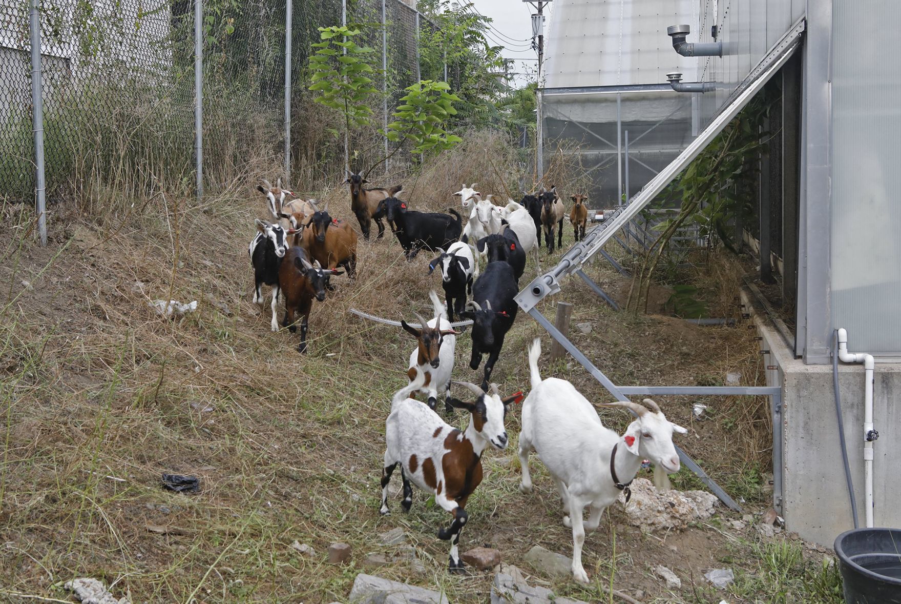 Goats make quick work of urban clearing